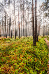 A wooden walking misty path in Bor na Czerwonem nature reserve in Nowy Targ in Poland