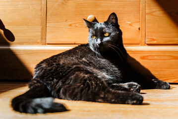 Chat domestique noir allongé par terre contre un meuble en bois au soleil dans un appartement