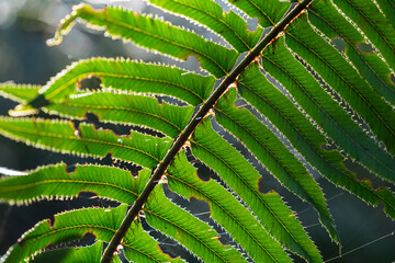 Western sword fern at Cape Disappointment in Washington