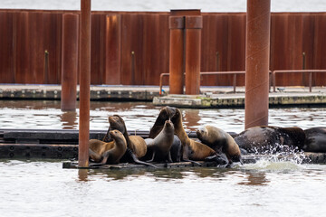 California Sea Lions on an abandon dock in Astoria, Oregon on the Coulmbia River