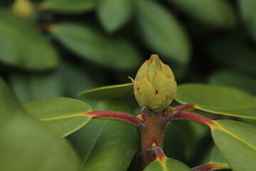 Close-up of a branch of pink azalea buds in the spring. Azalea garden close-up. Azalea...