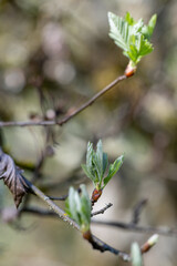 Close up of Young Light Green Leaves of Sorbus Tree
