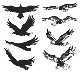 Various silhouettes of soaring birds in flight