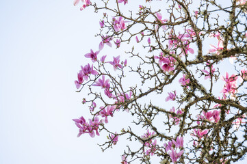 Close up of Pink and White Magnolia Tree Flowering in Spring