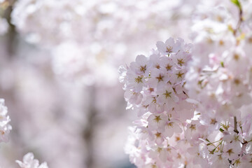  Beautiful Pink Cherry Blossoms