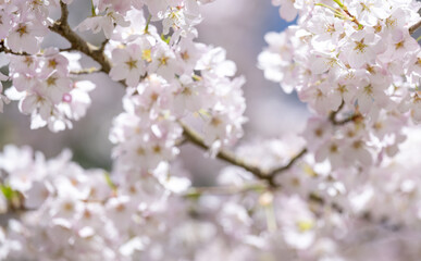 Naklejka premium Beautiful Pink Cherry Blossoms