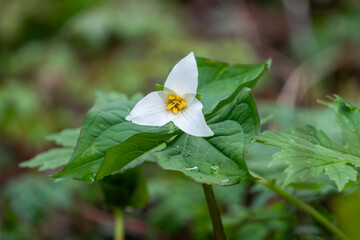 Pacific trillium in bloom in the forest of the Columbia River Gorge