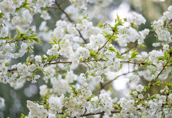  Beautiful Pink Cherry Blossoms