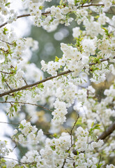  Beautiful Pink Cherry Blossoms