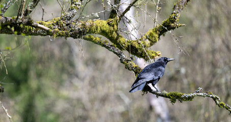 Crow Sitting on Mossy Old Tree
