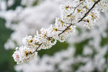 Flowering Crab Apple tree in the Pacific Northwest spring, Walla Walla Washington