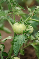 Green young tomatoes bush. Tomatoes branch, eco organic vegetables. Copy space, banner