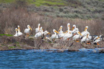 White pelicans on the shoreline of the Umatilla Wildlife Refuge on the Columbia River in Washington