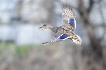 Female Mallard Duck flying near the Snake River in Washington