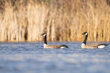 Two Canada Goose on the Snake River near Pasco, Washington
