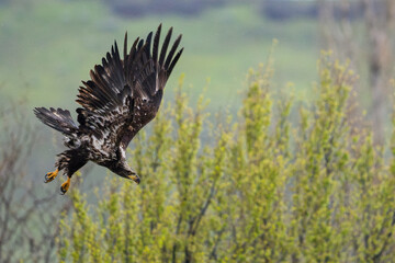 Juvenile Bald Eagle flies near Lyons Ferry State Park near Washtucna, Washington