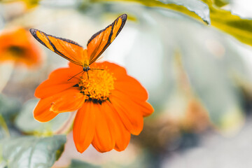 Bright orange butterfly with black-edged wings perched on a tropical flower in Jardín Botánico de Medellín, Medellin. Colombia, Antioquia, a lush botanical haven filled with vibrant biodiversity.