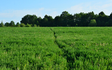 Fototapeta premium Green field with a path leading to the forest