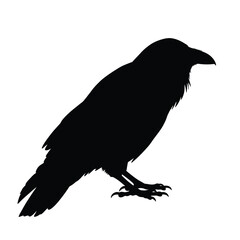 crow on white background