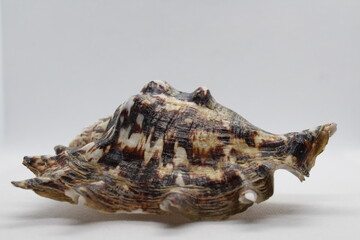 Spider Conch or Lambis lambis seashell isolated on a white background. Spider Conch or Lambis lambis seashell summer and vacation design elements isolated on a white background