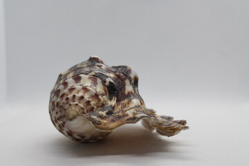 Spider Conch or Lambis lambis seashell isolated on a white background. Spider Conch or Lambis lambis seashell summer and vacation design elements isolated on a white background