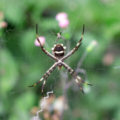 spider on the web