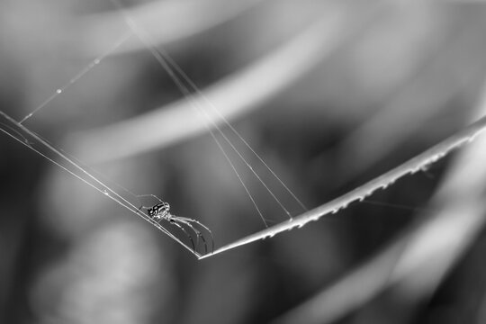 spider web with dew drops