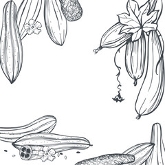Hand-drawn Luffa cylindrica, the sponge gourd, Egyptian cucumber or Vietnamese luffa.  Vector background. Sketch  illustration.  