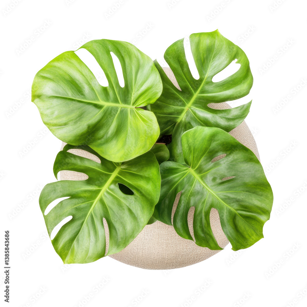Poster a unique and impressive monster plant displaying large leaves and an unusual shape in a natural sett