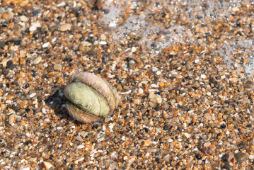 Stack of slipper limpets with calcareous tubes on top of shell