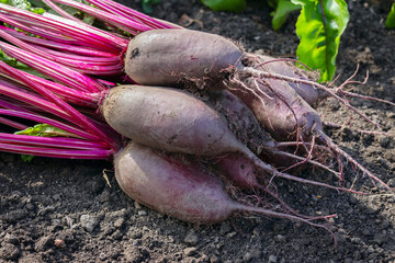 Bunch of long beetroots (Cylindra variety) with leaves are harvested lying on the ground next to...