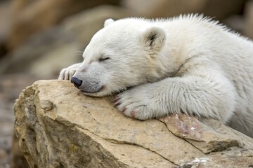 Adorable polar bear cub sleeping peacefully on a light brown rock