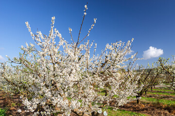 peach trees in bloom, Terracor farm, Manacor, Mallorca, Balearic Islands, Spain