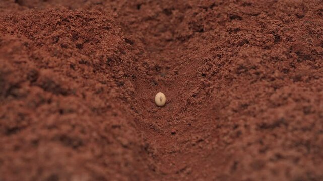 Farmer placing a soybean seed on the red soil of the field.