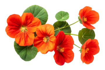 Isolated nasturtium flower on transparent background, high resolution PNG file