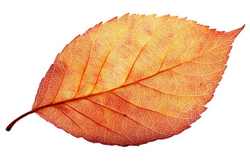 Single dried orange autumn leaf on transparent background, 