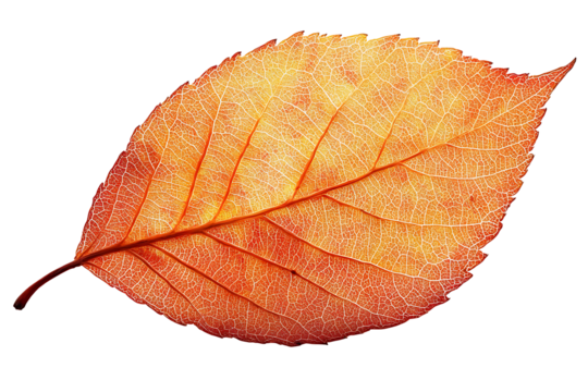 Single dried orange autumn leaf on transparent background, 