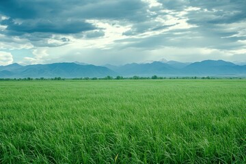 Obraz premium A verdant green field stretches towards distant mountain ranges under clouds