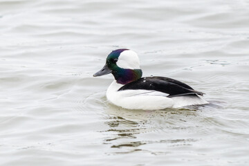 Bufflehead swims on the Columbia River in Astoria, Oregon