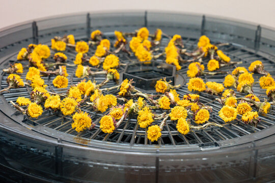 Close up of a coltsfoot / tussilago farfara blossoms on a herb dryer