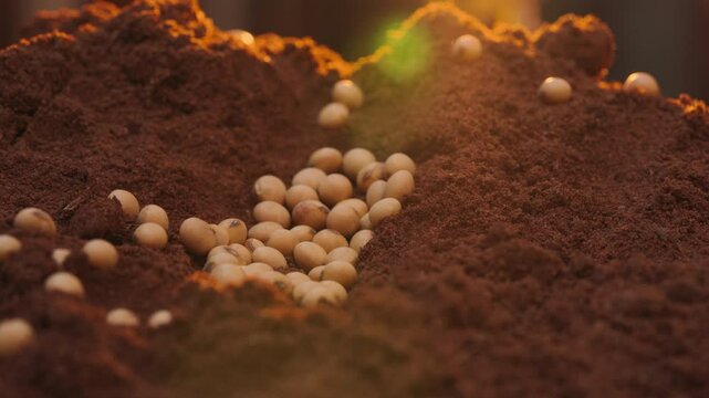 Panoramic view of soybean grains on red soil, with a sunset in the background in the field.