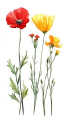 Fototapeta premium Watercolor painting showcasing vibrant red and yellow poppies with delicate stems and leaves against a clean white background in a botanical style