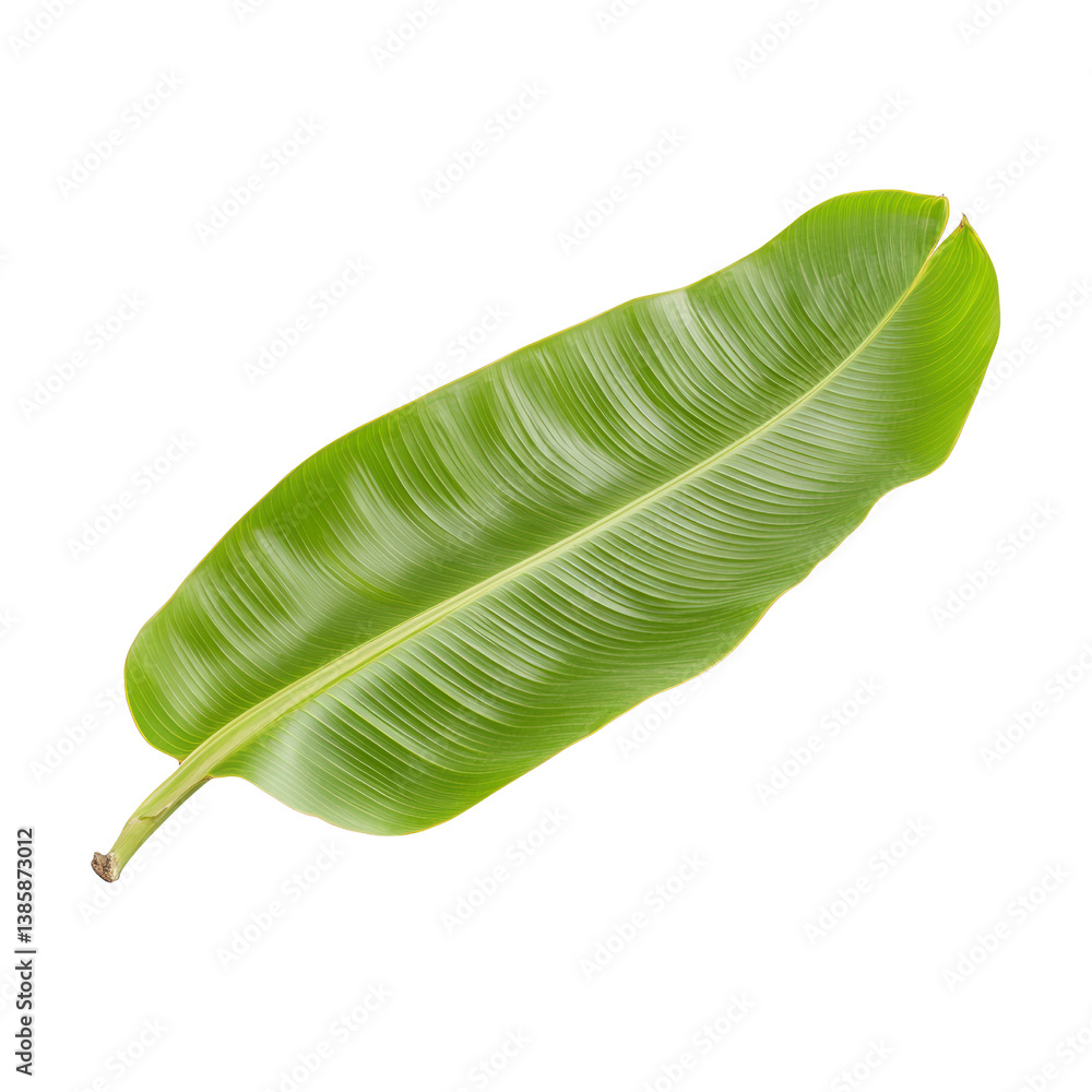 Poster lush green banana leaf with a smooth texture and bold shape perfect for tropical decor and natural e