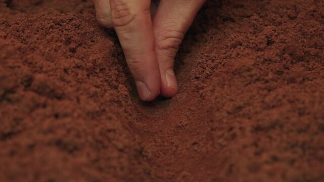 Agricultural producer placing a soybean seed in red soil, in close-up.