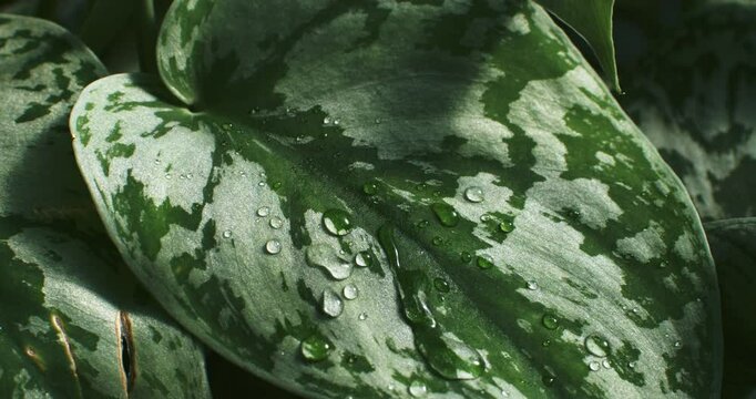 Super Slow Motion Close-up of tropical variegated leaves with morning dew, showcasing vibrant green textures and fresh water droplets in natural light, symbolizing renewal, growth, and lush forest bea