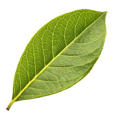 Obraz premium A fresh lemon ironbark leaf isolated on a transparent background