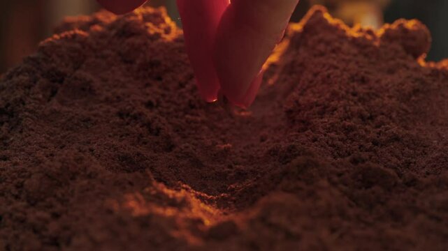 Woman's hands in agriculture placing a soybean seed in red sand, with a sunset in the background, in close-up.