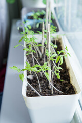 Seedling growing boxes with seedlings on the windowsill