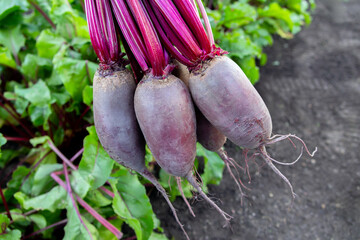 Bunch of long beetroots (Cylindra variety) with leaves are harvested held above the ground next to...