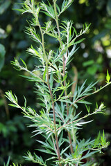 Wormwood (Artemisia vulgaris) grows in nature